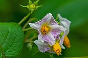 6a DSC_7379  c 
